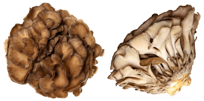 Trsnatec lupenitý - Maitake